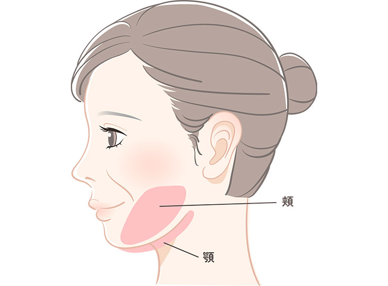 女性の横顔のイラスト。頬と顎の部分が強調されており、それぞれにラベルが付けられています。